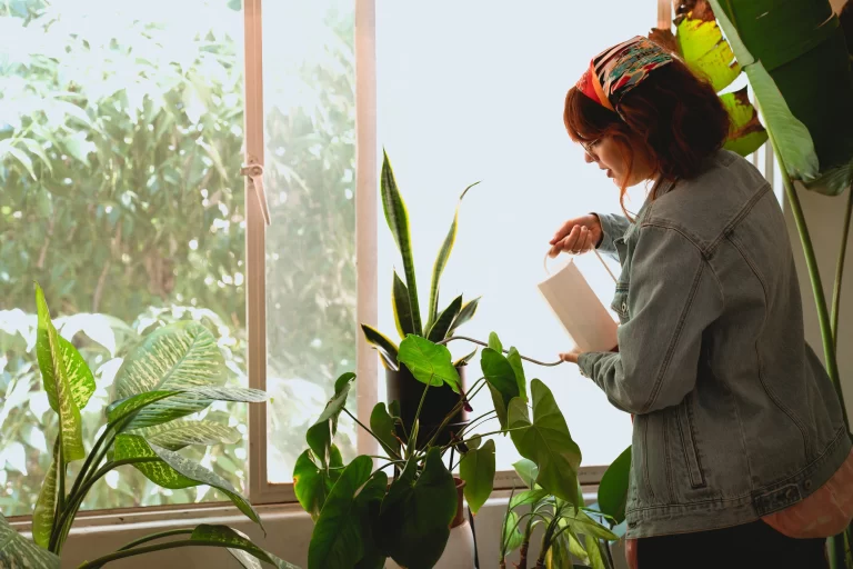 Cleaning and watering plants